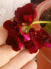 26 iunie 2012-flori 026