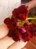 26 iunie 2012-flori 028