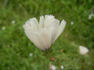 White Chicory (2012, June 26)
