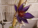 clematis(mov)-multi blue