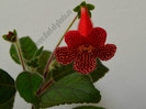 Kohleria Lava (GS)