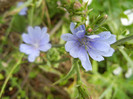 Cichorium intybus (2012, June 26)