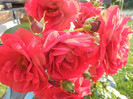 Rose Blaze Superior (2012, June 25)
