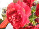 Rose Blaze Superior (2012, June 25)