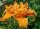 DSC05459