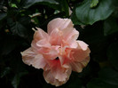 DSC08955
