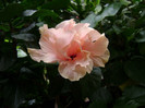DSC08956