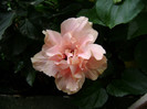 DSC08958