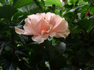 DSC08959
