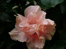DSC08960