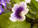 Blue Leila