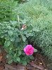 flori 2012 815