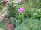 flori 2012 826