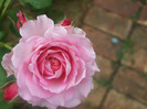 Florajet
