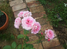 Florajet