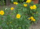 flori 2012 829