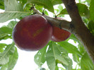 P1000925
