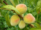 piersicile de august