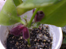 aeschinanthus
