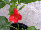 ruellia graecizans