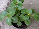 multumesc lucyana
