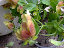 Fotografie0167