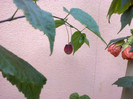 25062012880