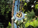 caerulea