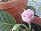 DSCF4759