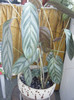 DSCF4772