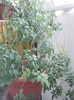 DSCF4775
