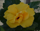 Hibiscus Carmel