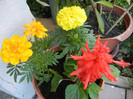 Tagetes & Salvia (2012, June 11)