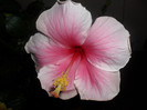 hibiscus Bali