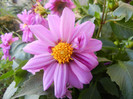 Light Purple dahlia (2012, June 25)