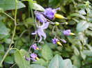 Climbing Nightshade (2012, June 25)