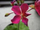 Cyclamen Lia Geranium (2012, June 27)