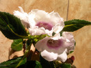 IMAG0010