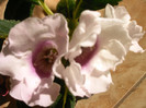 IMAG0012