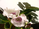 IMAG0013