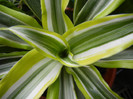 Dracaena Lemon Lime (2012, Jun.27)