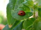 Coccinella magnifica (2009, May 19)