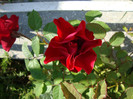DSC05639