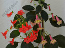 Kohleria
