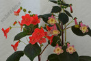 Kohleria