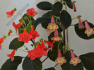 Kohleria