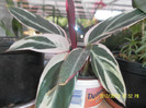 SAM_4965