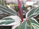 SAM_4966
