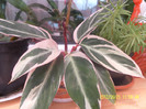 SAM_5203