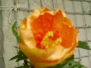 27 iunie 2012-flori 030